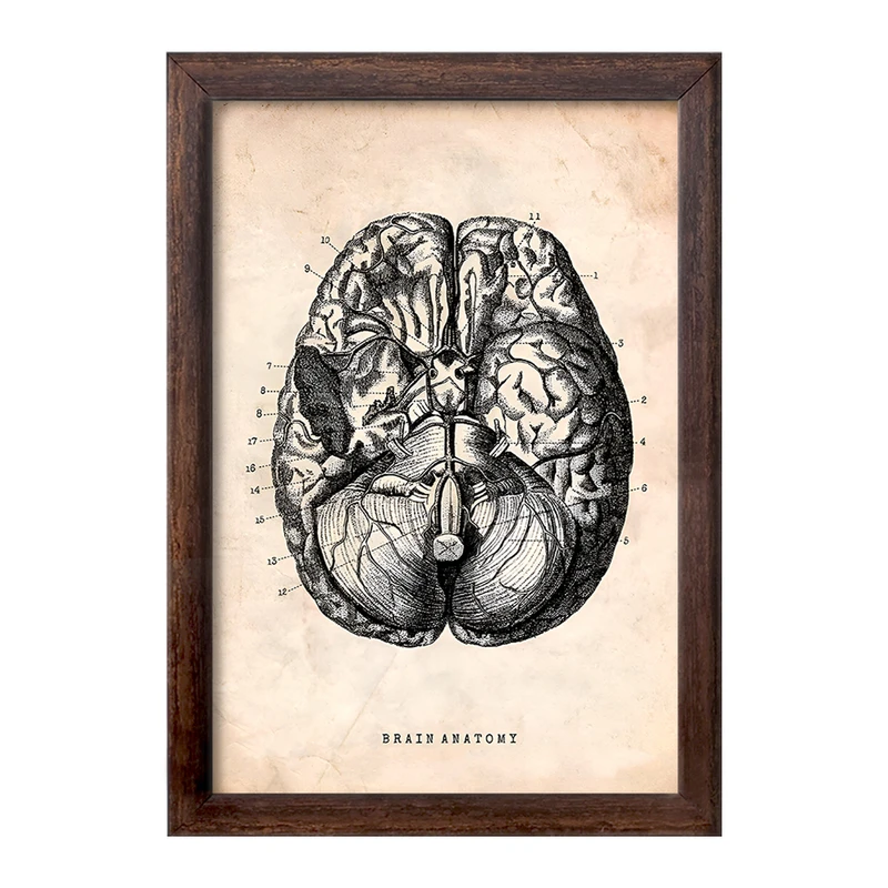 تابلو خندالو طرح آناتومی مغز (Brain Anatomy) کد F13946