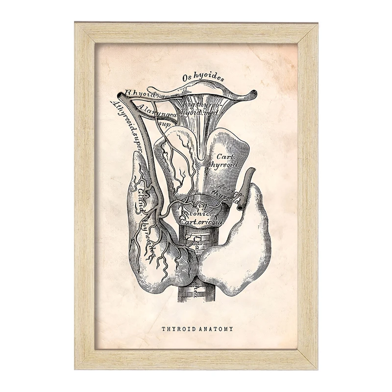 تابلو خندالو طرح آناتومی تیروئید (Thyroid Anatomy) کد F13953