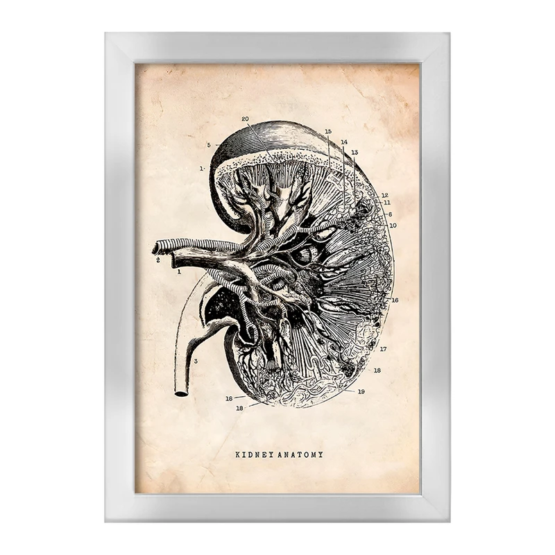 تابلو خندالو طرح آناتومی کلیه (kidney Anatomy) کد F13951