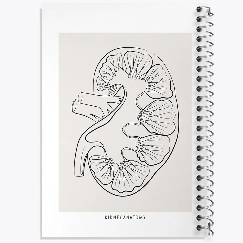 دفتر طراحی 50 برگ خندالو طرح آناتومی کلیه (kidney Anatomy) کد F13903