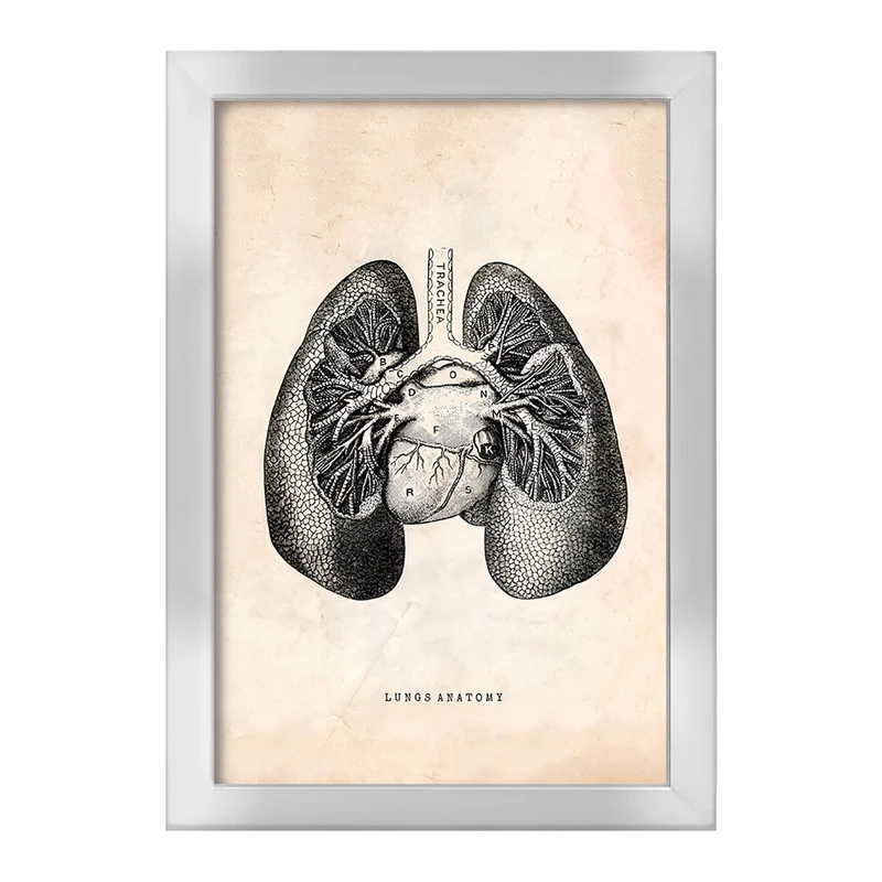 تابلو خندالو طرح آناتومی ریه ها (Lungs Anatomy) کد F13949