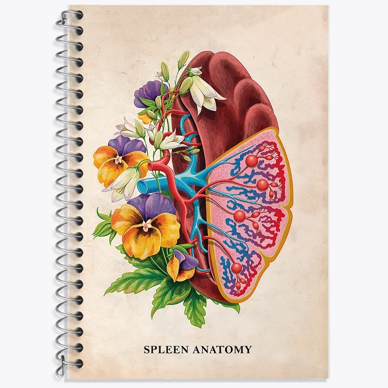 دفتر لغت 50 برگ خندالو طرح آناتومی طحال (Spleen Anatomy) کد F13996