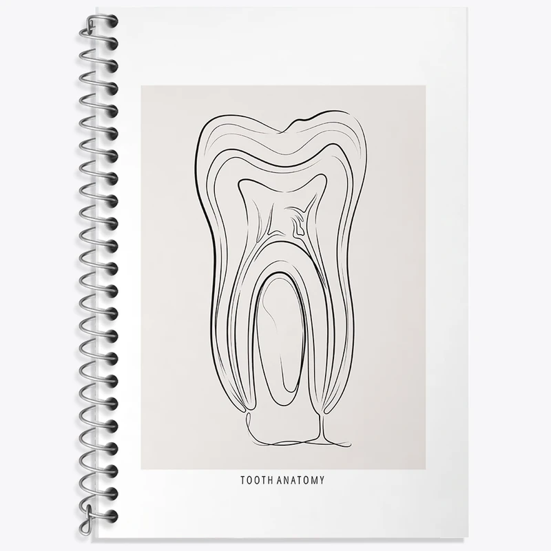 دفتر زبان 50 برگ خندالو مدل سه خط طرح آناتومی دندان (Tooth Anatomy) کد F13937