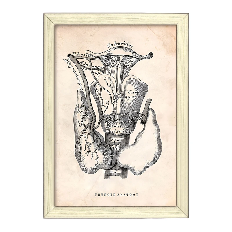 تابلو خندالو طرح آناتومی تیروئید (Thyroid Anatomy) کد F13953