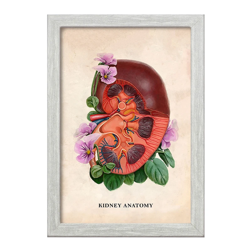 تابلو خندالو طرح آناتومی کلیه (kidney Anatomy) کد F14011