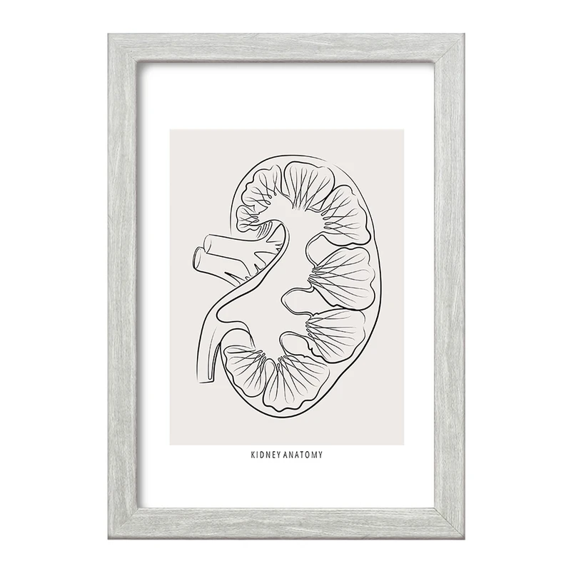 تابلو خندالو طرح آناتومی کلیه (kidney Anatomy) کد F13903