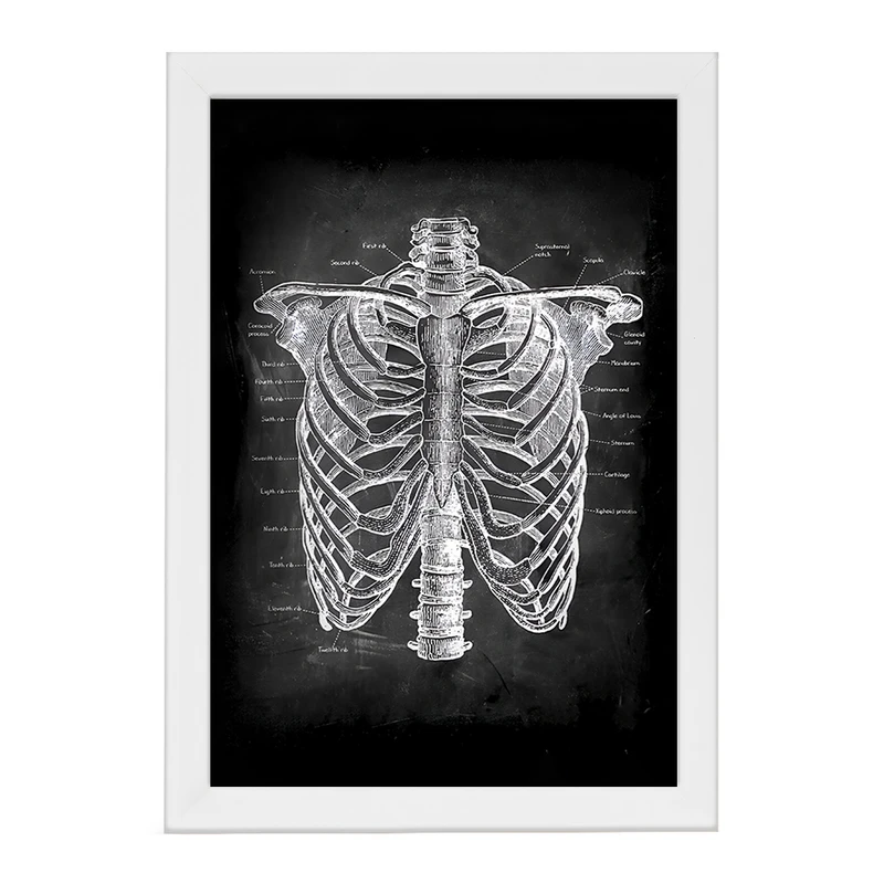 تابلو خندالو طرح آناتومی قفسه سینه (Rib Cage Anatomy) کد F13958