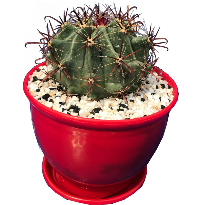 گیاه طبیعی کاکتوس فرو هررا مدل QHR-1