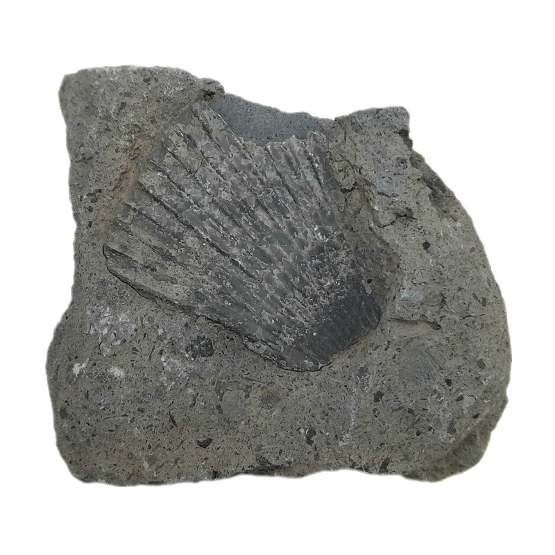سنگ راف مدل فسیل صدف کد 122 کلکسیونی