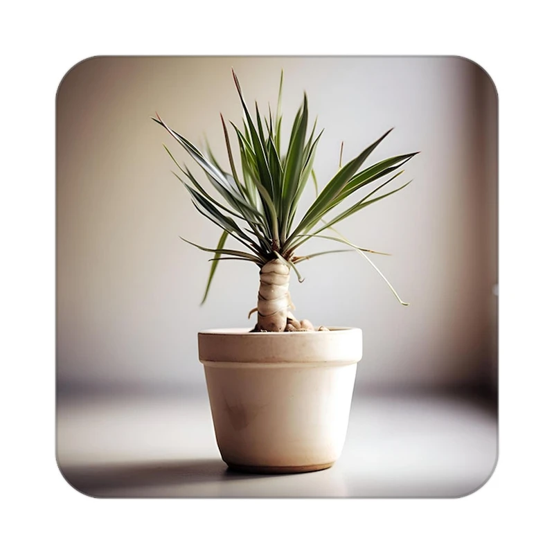 زیر لیوانی کاکتی طرح گل مدل mp17999