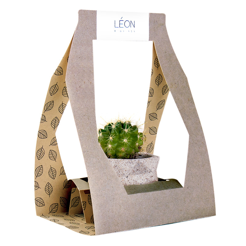 گیاه طبیعی کاکتوس لئون کد C101