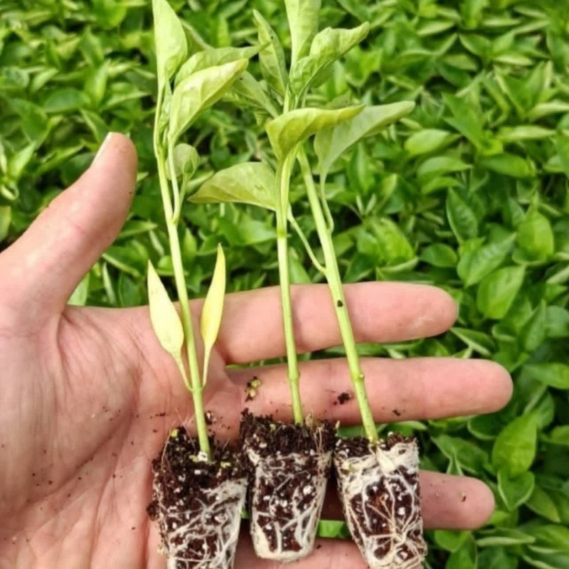 گیاه نشا فلفل دلمه ای مدل SIN160 بسته 150 عددی