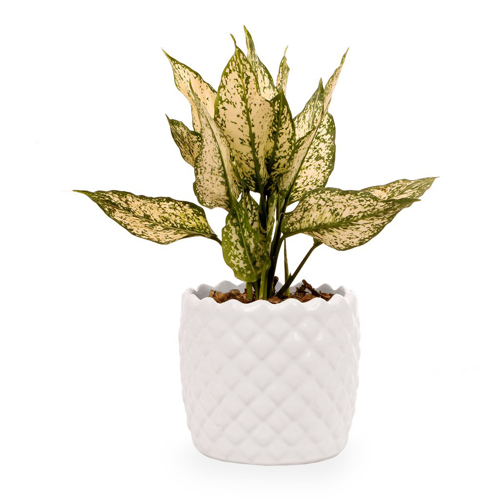 گلدان آگلونما ابلق گلیتال مدل GTL125 گلدان آگلونما ابلق گلیتال مدل GTL125