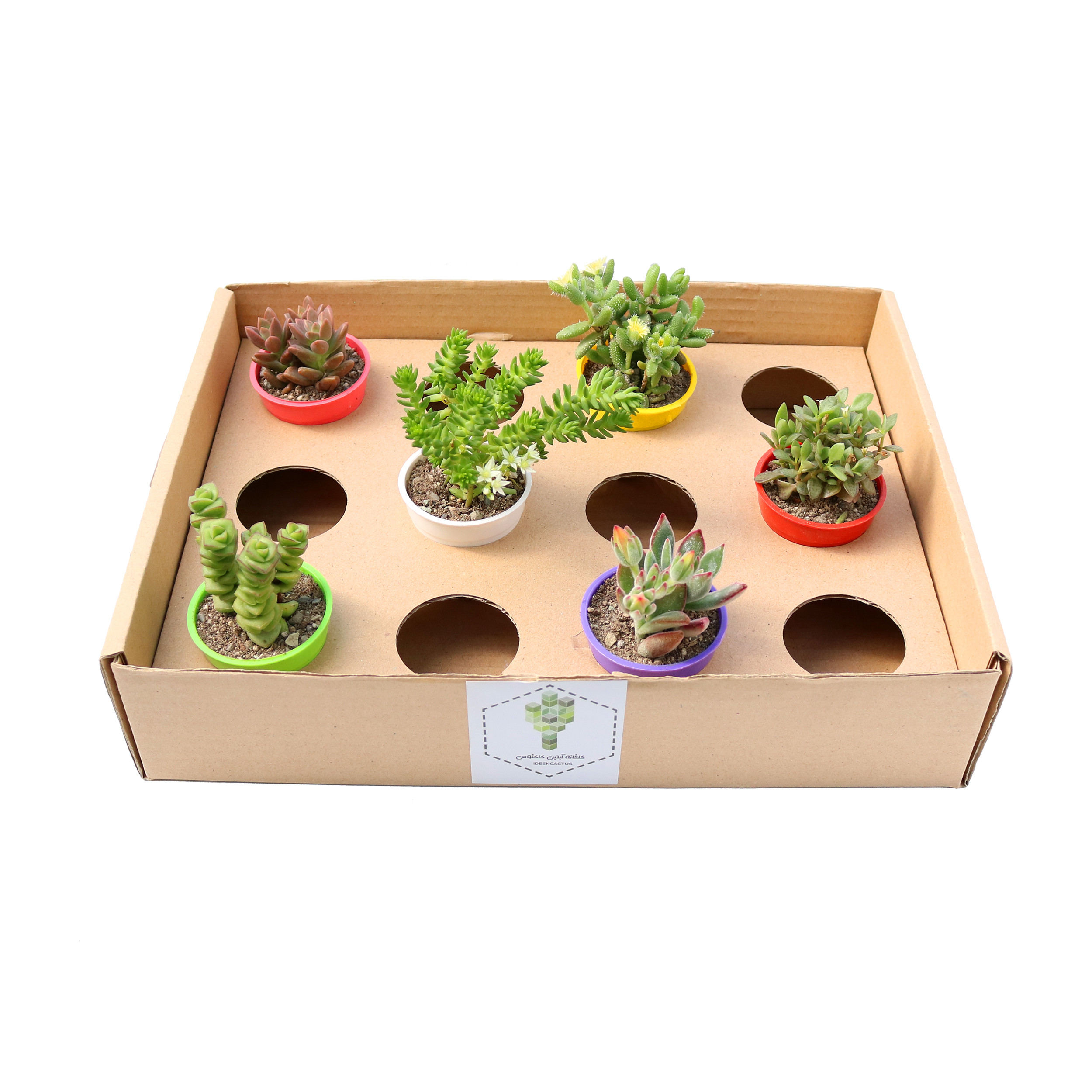 گیاه طبیعی ساکولنت آیدین کاکتوس کد CB-016 مجموعه 6 عددی گیاه طبیعی ساکولنت آیدین کاکتوس کد CB-016 مجموعه 6 عددی