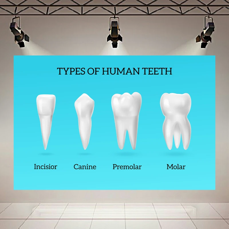 پوستر دیواری طرح دندانپزشکی مدل انواع دندان انسان کد AR304345