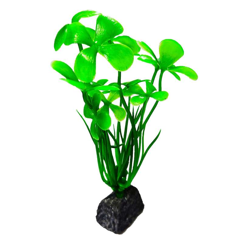 گیاه تزیینی آکواریوم مدل شبدر