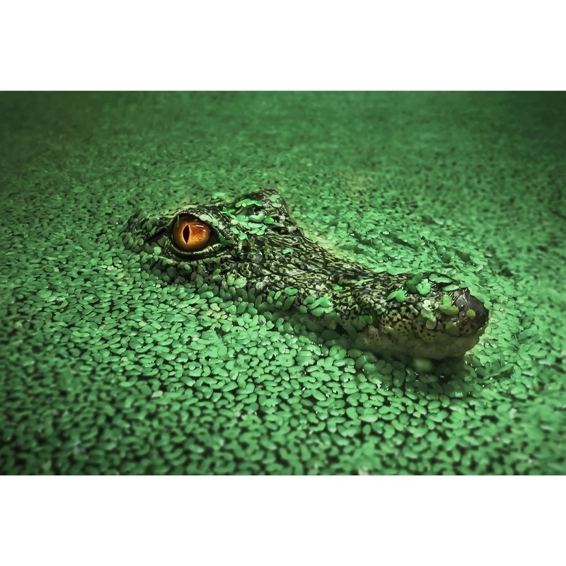 تابلو شاسی طرح تمساح سوسمار و مرداب مدل T1520