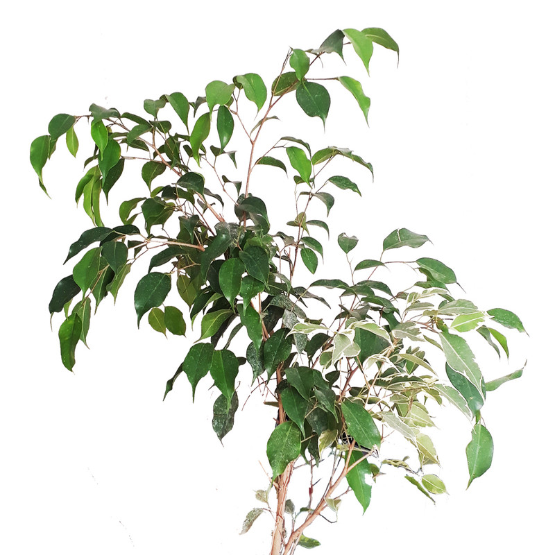 گیاه طبیعی بنجامین سبز کد AS-19-1 گیاه طبیعی بنجامین سبز کد AS-19-1