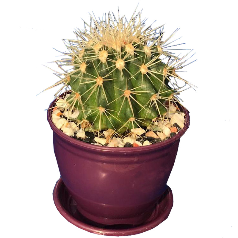 گیاه طبیعی کاکتوس اچینو گرزونی مدل HZ-2010 گیاه طبیعی کاکتوس اچینو گرزونی مدل HZ-2010