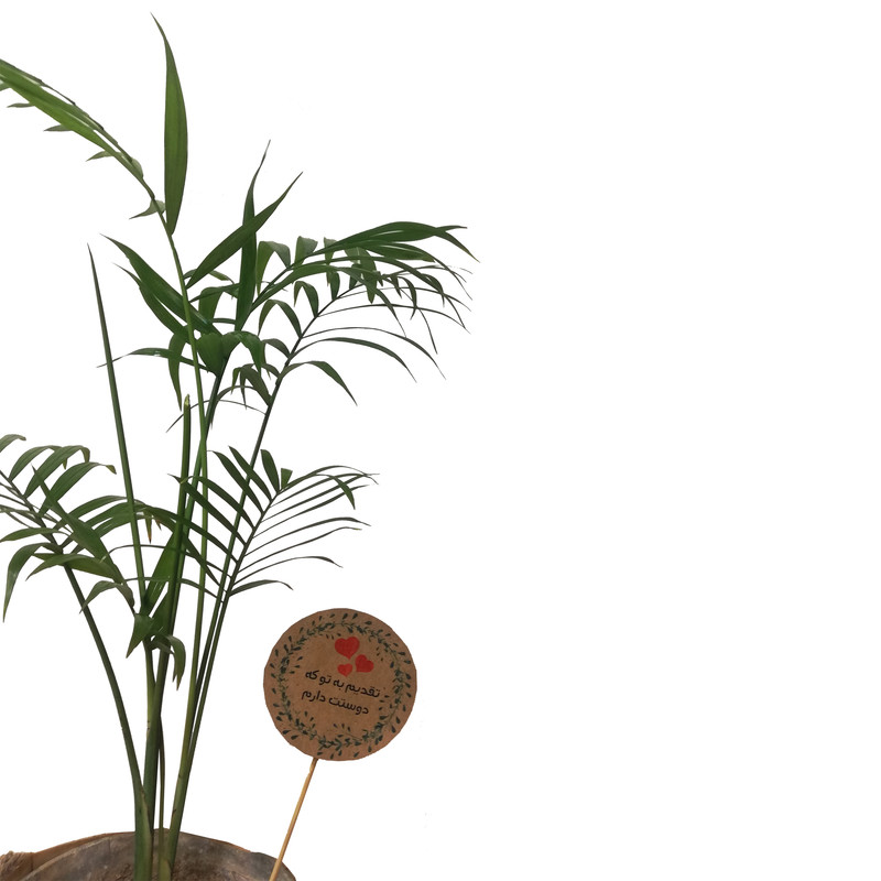 گیاه طبیعی شامادورا کد P.A.013