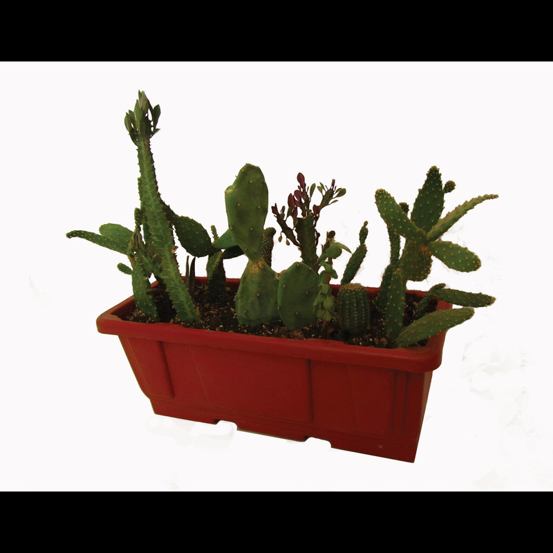 گیاه طبیعی افوربیا و اپونتیا مدل جنگل کاکتوس کد 0114