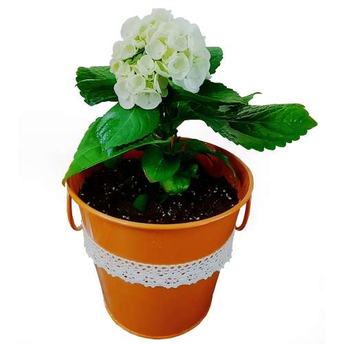 ادریسی از کجا بخریم؟