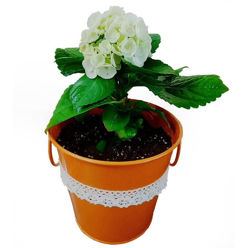 گیاه طبیعی هورتانسیا مدل D-10