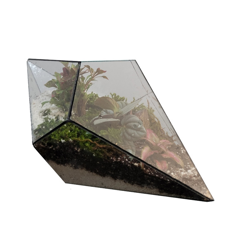 گیاه طبیعی تراریومی یاقوت مدل 09 گیاه طبیعی تراریومی یاقوت مدل 09