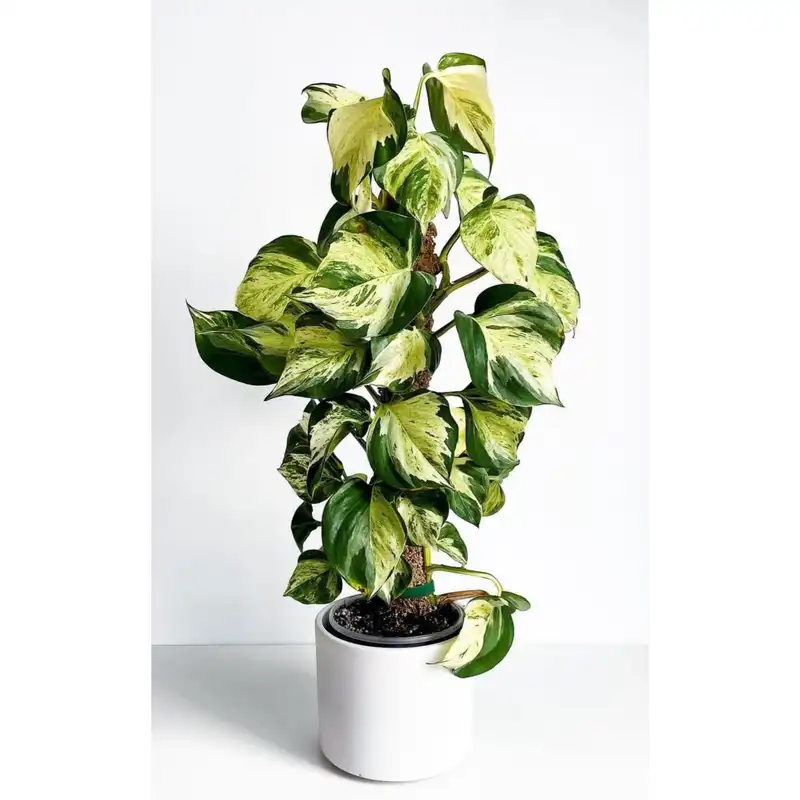 قیم بند  کد 90cm بسته 3 عددی