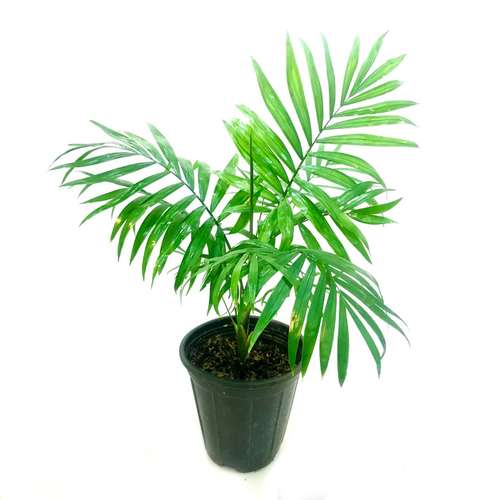  گیاه طبیعی نخل شامادورا کد M01