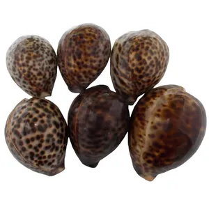 صدف تزیینی مدل RS716 مجموعه 6 عددی