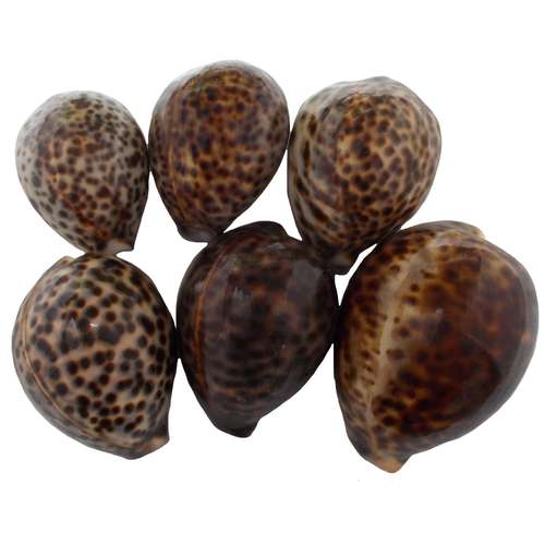 صدف تزیینی مدل RS716 مجموعه 6 عددی