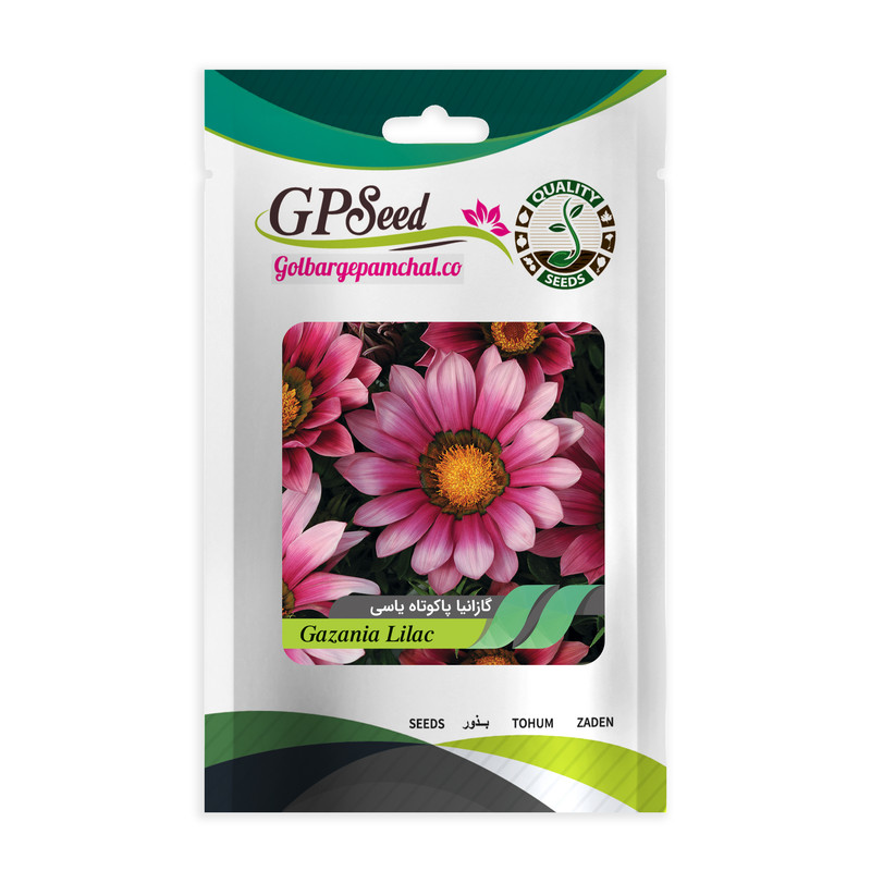 بذر گل گازانیا پاکوتاه یاسی گلبرگ پامچال کد GPF-262