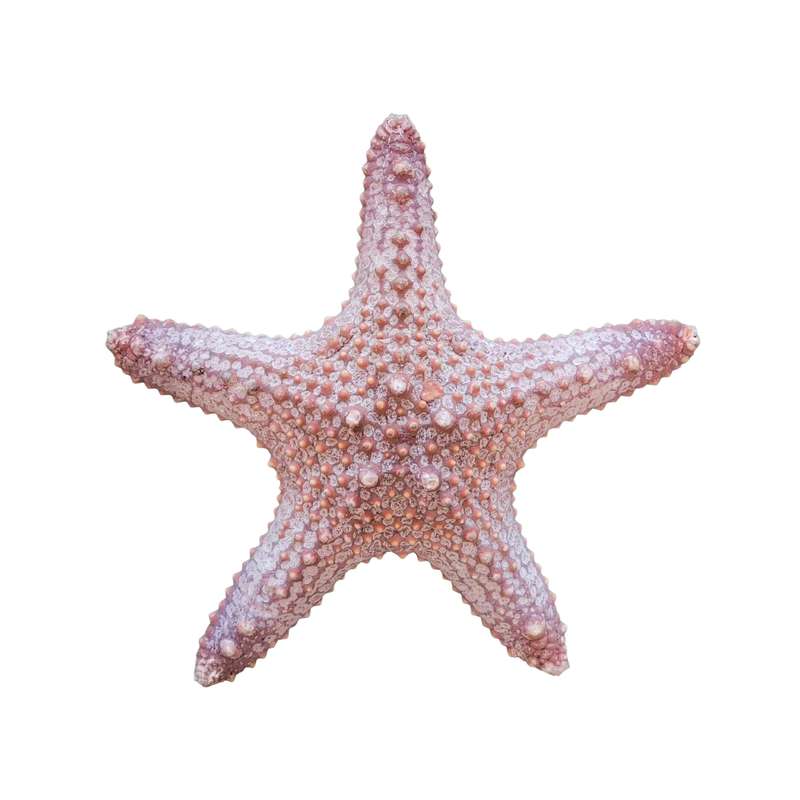 ستاره دریایی تزیینی مدل w2