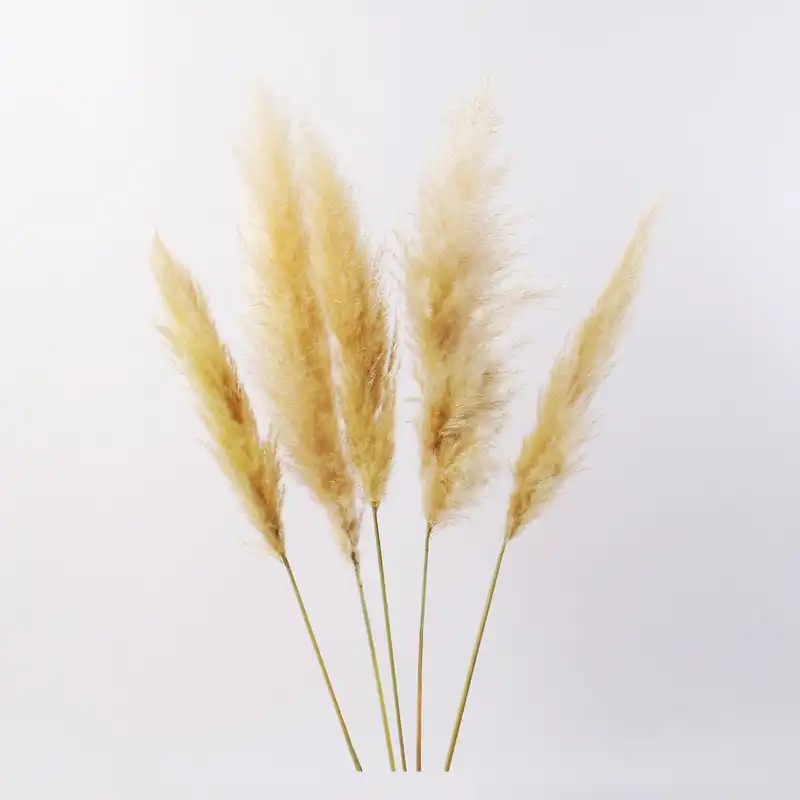 گل خشک پامپاس مدل AG101 بسته 5 عددی