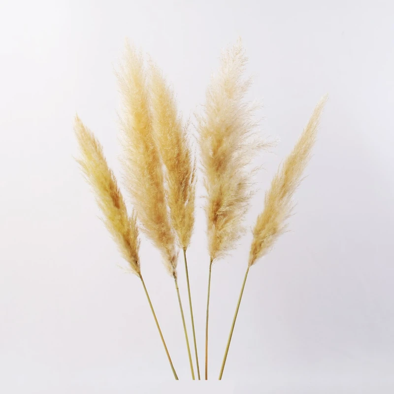 گل خشک پامپاس مدل AG101 بسته 5 عددی