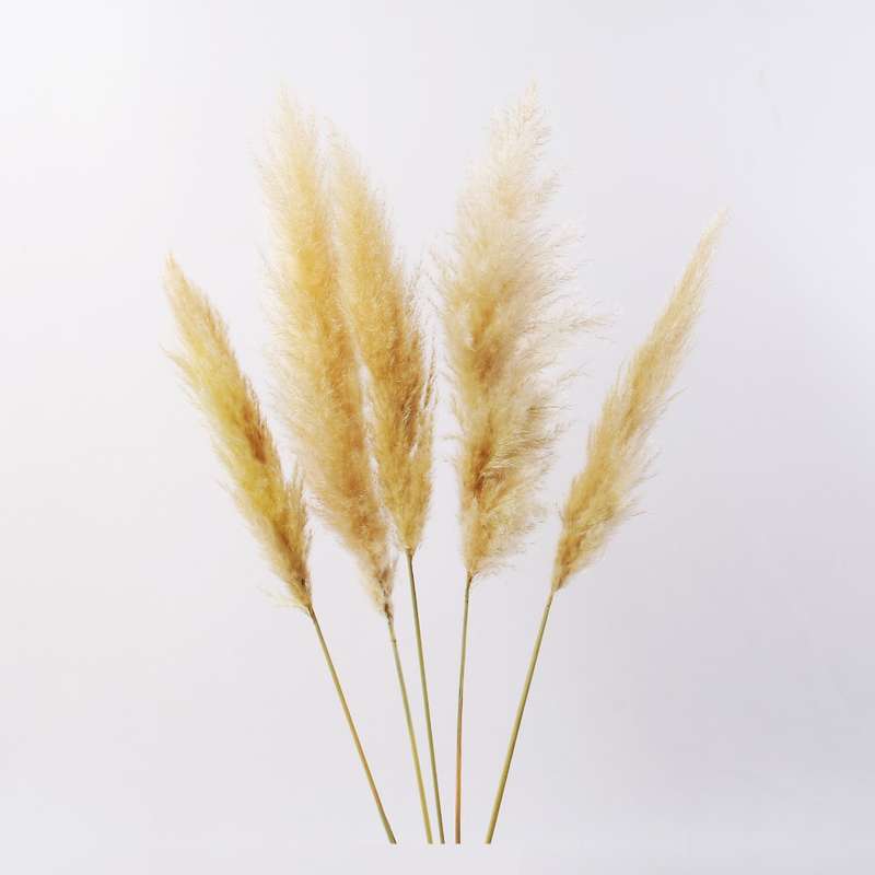 گل خشک پامپاس مدل AG101 بسته 5 عددی