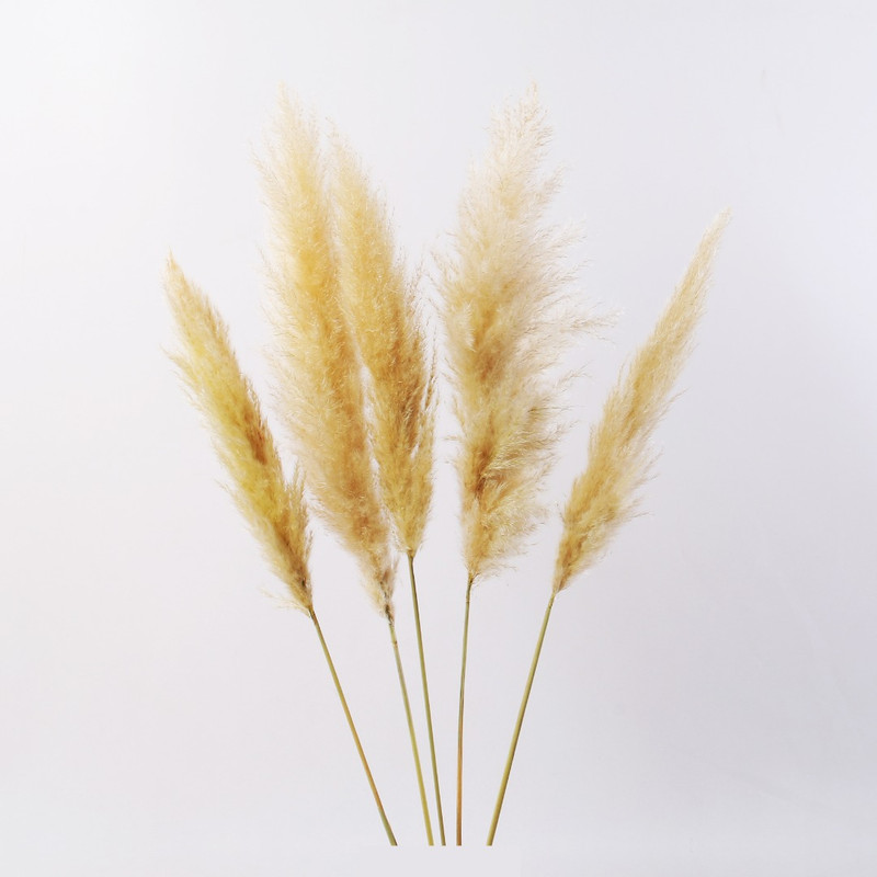 گل خشک پامپاس مدل AG101 بسته 5 عددی