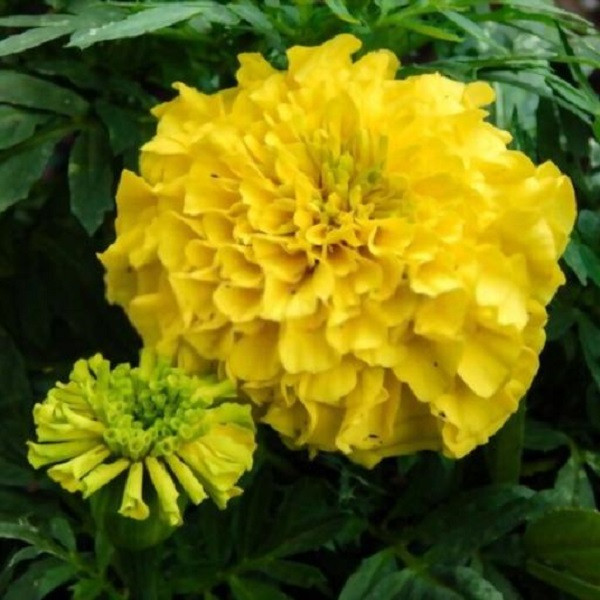 بذر گل جعفری پا کوتاه گل درشت زرد جی پی سید مدل GP15061 بذر گل جعفری پا کوتاه گل درشت زرد جی پی سید مدل GP15061