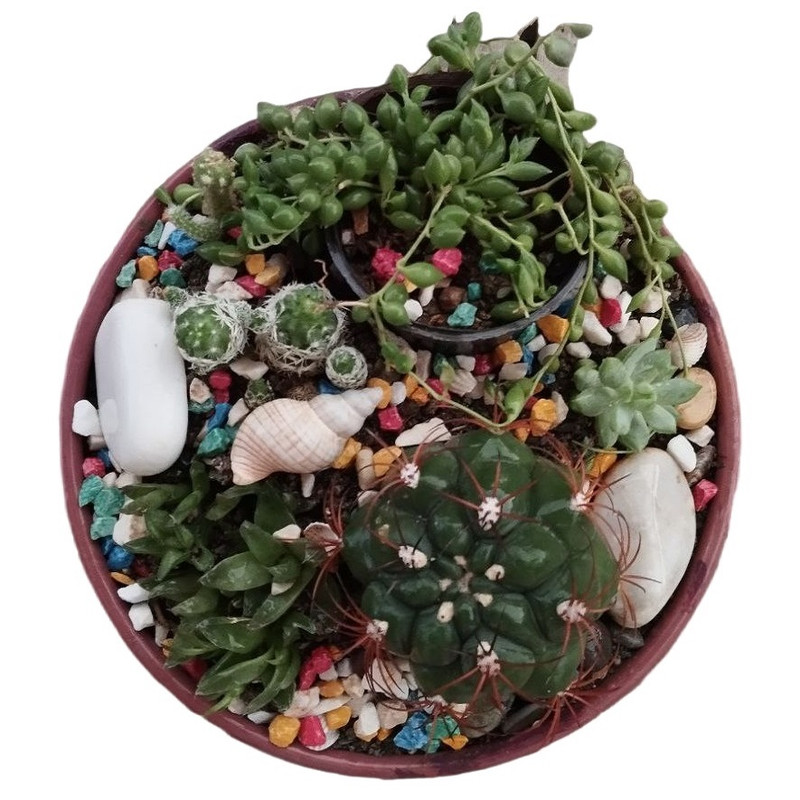 گیاه طبیعی کاکتوس کد 22 گیاه طبیعی کاکتوس کد 22