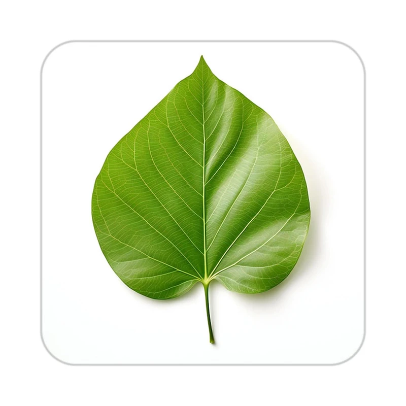 زیر لیوانی کاکتی طرح گل مدل mp17851