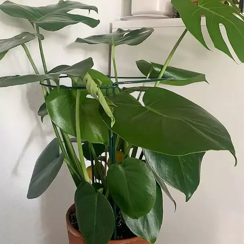 قیم نگهدارنده گیاه مدل نیم حلقه فلزی بسته 2 عددی