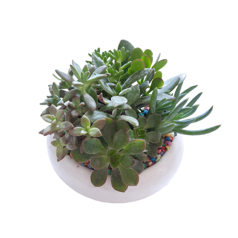 گیاه طبیعی مدل دیش گاردن کاکتوس و ساکولنت کد 20