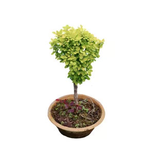 گیاه طبیعی بونسای زرشک مدل 005_fp