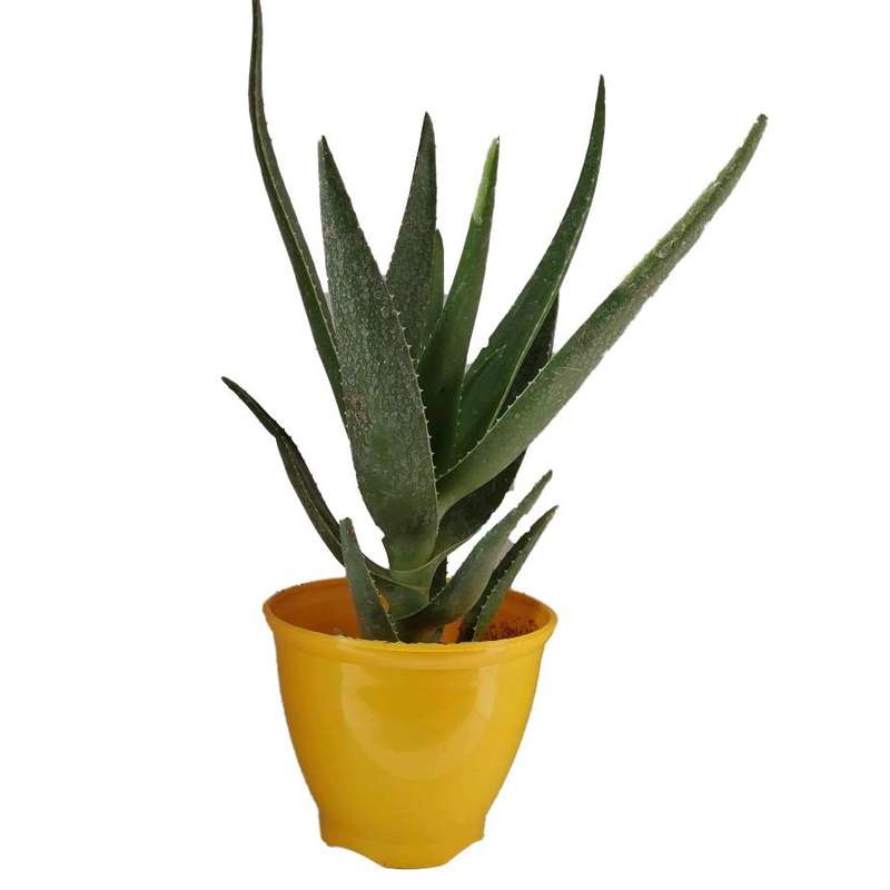 گیاه طبیعی آلوئه کد jp03 گیاه طبیعی آلوئه کد jp03