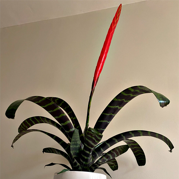 گیاه طبیعی ورزیا تافکو مدل پوست ماری کد 3x گیاه طبیعی ورزیا تافکو مدل پوست ماری کد 3x