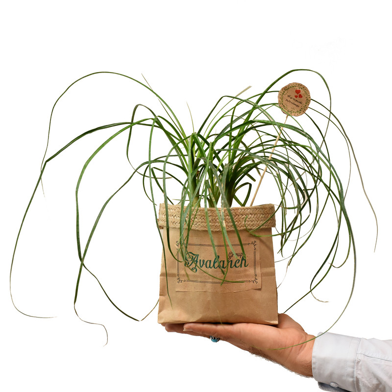 گیاه طبیعی لیندا کد P.A.020 گیاه طبیعی لیندا کد P.A.020