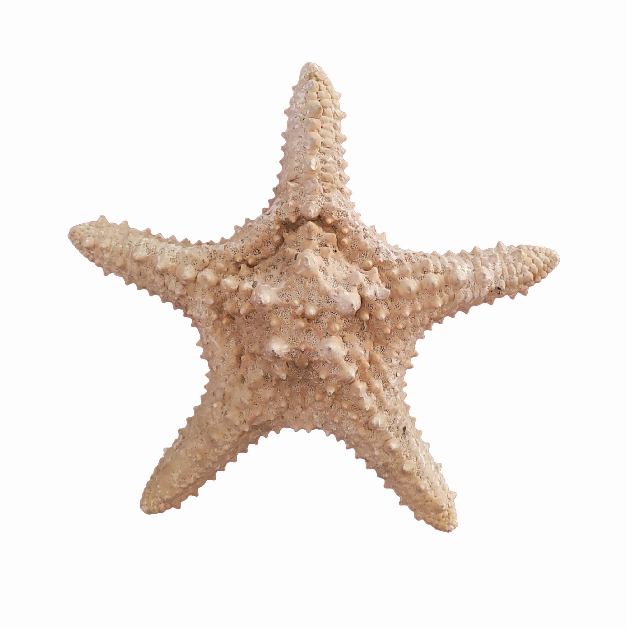 ستاره دریایی تزیینی مدل v6