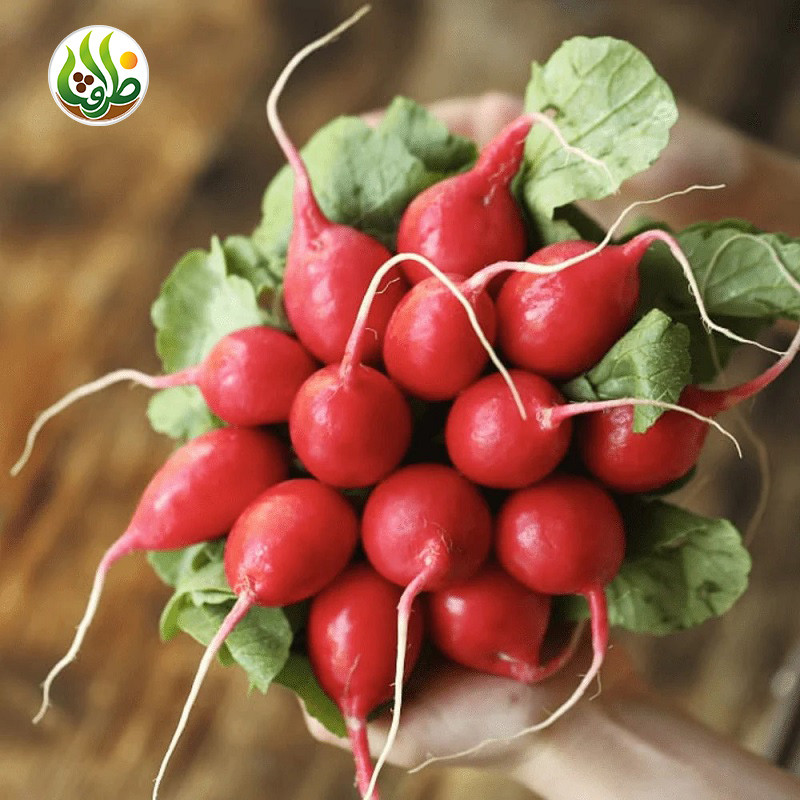 بذر تربچه گرد قرمز ظرافت مدل BZ14538