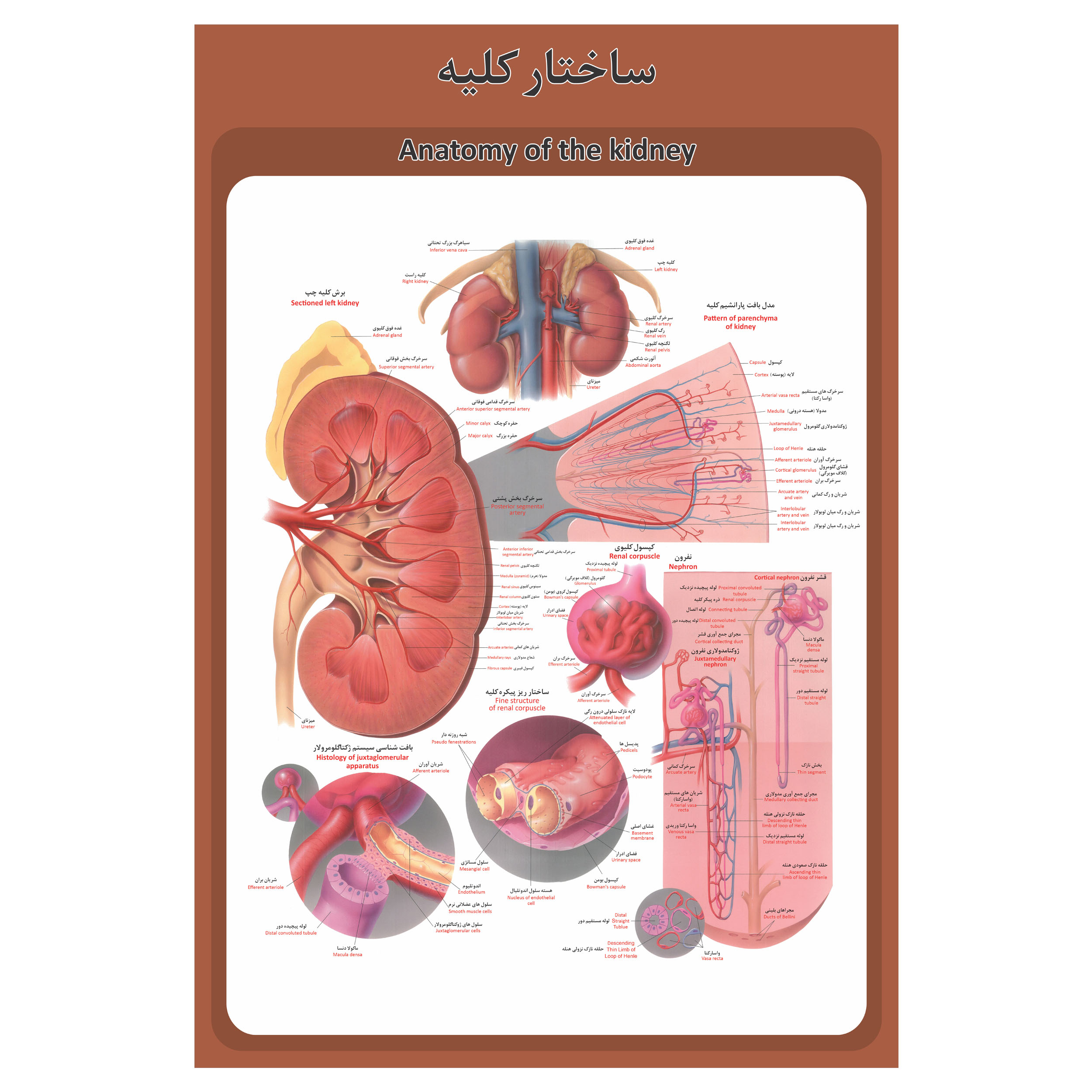 پوستر آموزشی طرح آناتومی ساختار کلیه